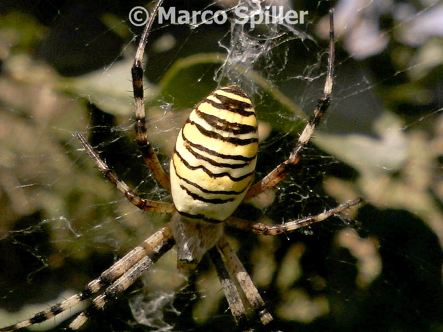 Argiope bruennichi - Val d''Assa (VI)